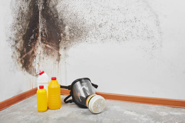 Best Black Mold Removal  in Temperance, MI