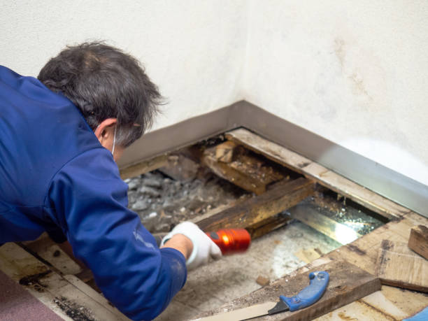 Best Commercial Mold Removal  in Temperance, MI