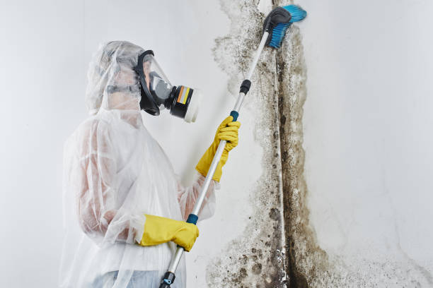 Best Crawl Space Mold Removal  in Temperance, MI