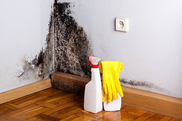 Best Mold Remediation Experts  in Temperance, MI