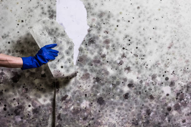 Best Best Mold Removal Companies  in Temperance, MI