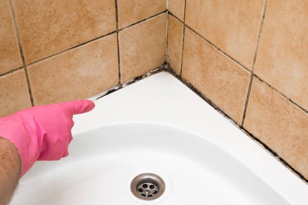 Best Affordable Mold Removal  in Temperance, MI